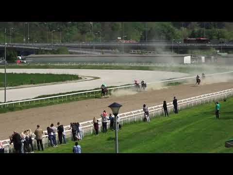 1 5 2022 I Trka   MAI TAI   Hipodrom Beograd