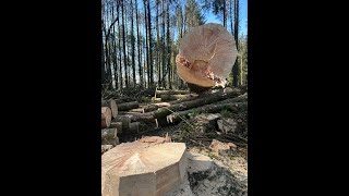 Brilliant 1st Bore out & Sweep Cut attempt on a large tree by Tom, defo worth a watch #training