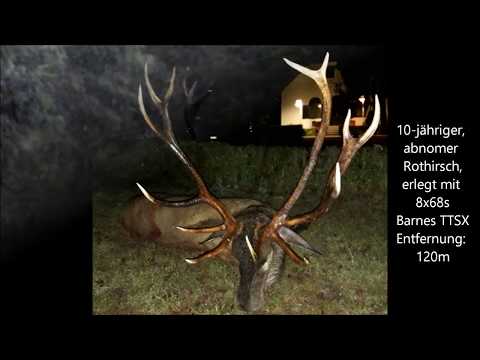 Abnormer Hirsch wird erlegt - Abschuss Lebenshirsch; Red Stag Hunt