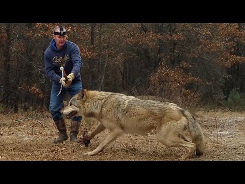 Big Wisconsin Wolf Release