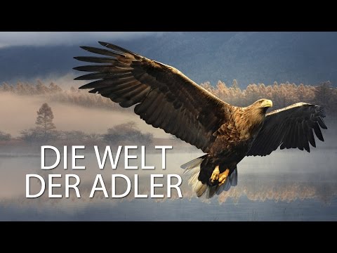 Die Welt der Adler - Trailer [HD] Deutsch / German