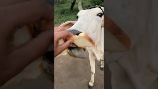 Download lagu 🌸 देसी गाय के साथ अपनापन ❤️ | केला खिलाकर जताया प्यार #gay #cow #cowcowcow mp3