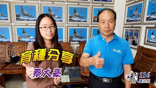 【育種分享】賽鴿育種-蔡大豪丨【Breeding Sharing】Cai Dahao