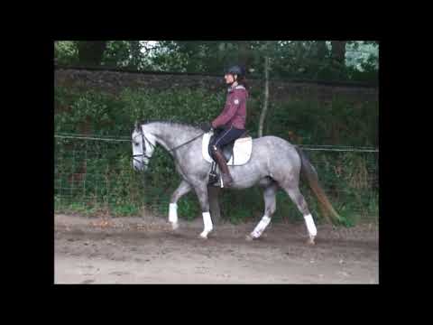 BOB 7j. Deutsches Reitpony v. Blanchet -for sale- VB 4.800,- Euro