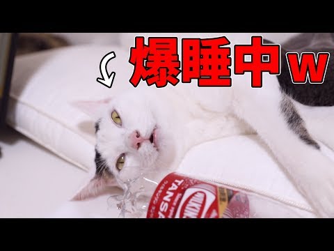 片目を開けて寝る動物