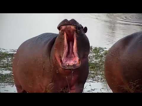 Djuma: Hippo mom and sub-adult out feeding - 16:32 - 06/20/2022