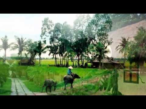 Thể hiện bởi Phi Nhung