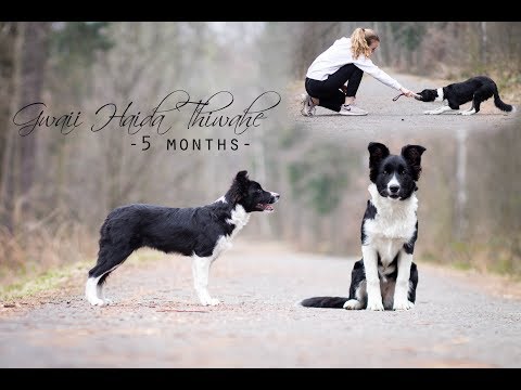 Gwaii Haida Thiwahe || 5 months