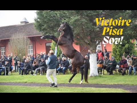 Stallion Pass in Izmit; TJK Stallion Promotion Day Attracts Great Interest (December 21, 2026)