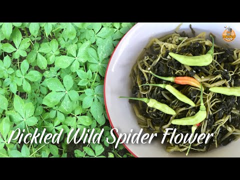 How to cook "Pickled Wild Spider Flower" | Isaan Thai Food | Healthy food | Organic food
