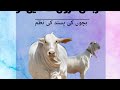 Mein Tou Qurbani Karoun Ga FULL HD NASHEED 2020