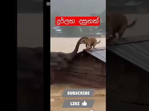 ඒ බෝසත් ගුණ🙏#sacheemalindu #elephant #highlights@sachee7889 @Malindusachee