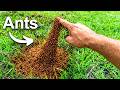The Craziest Insect Videos On The Internet