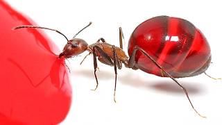 Download lagu The Craziest Insect Videos On The Internet... mp3 Download lagu The Craziest Insect Videos On The Internet... mp3