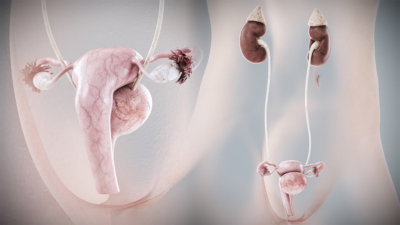 Anatomia Urin&aacute;ria e Reprodutiva Feminina Humana Modelo 3D