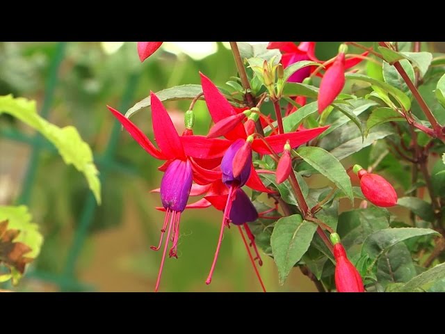 В Ангарске открылась ежегодная выставка цветов