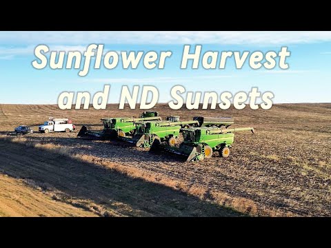 The Sunflower Battle is on!