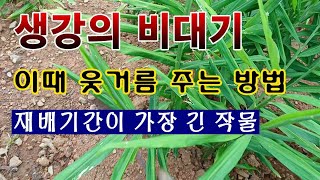 [텃밭농부 1,684]  재배기간이 가장 긴 작물 생강의 비대기에 웃거름 주는 방법. #생강재배