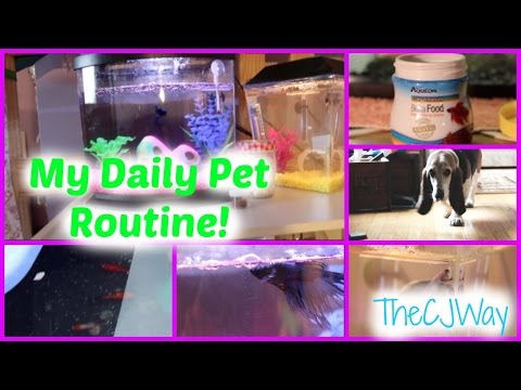 My Daily Pet Care Routine! (Betta Fish)