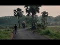 Indian Elephants Indian Village Elephant Elephant Movement In India Bull Elephant On Road
