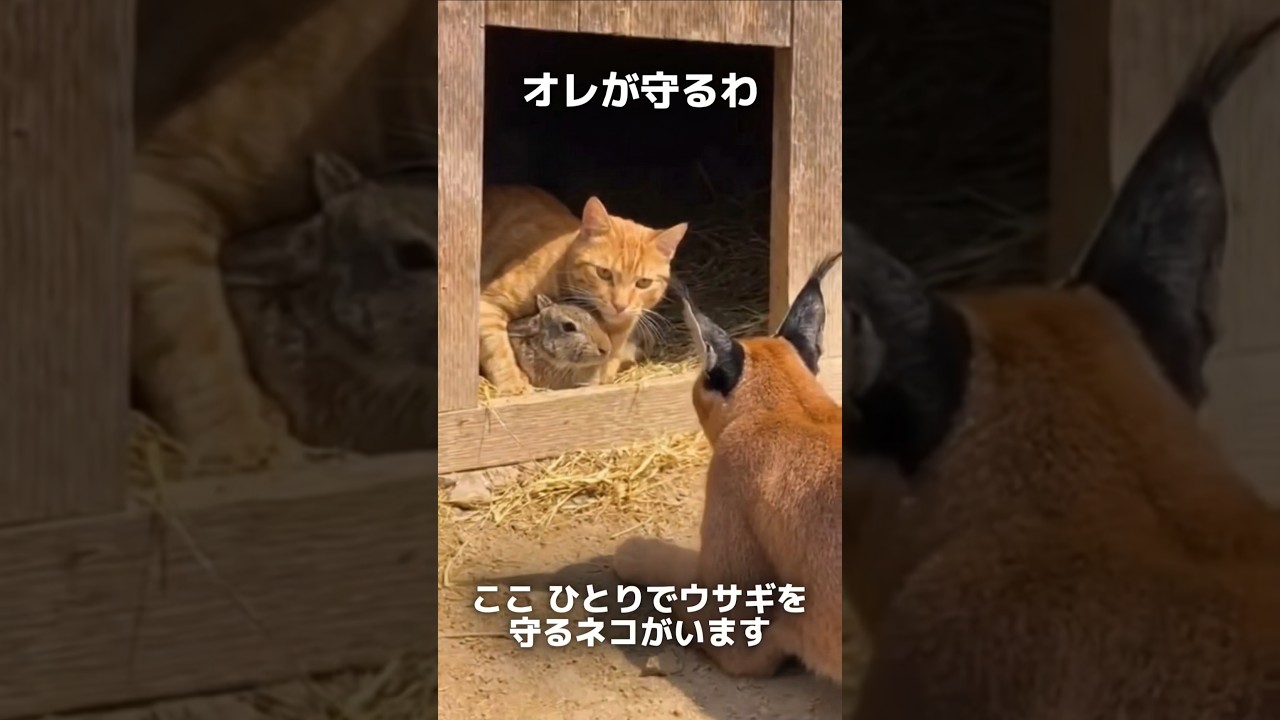 ウサギ隠して戦うの見てよ なんか涙出るわ