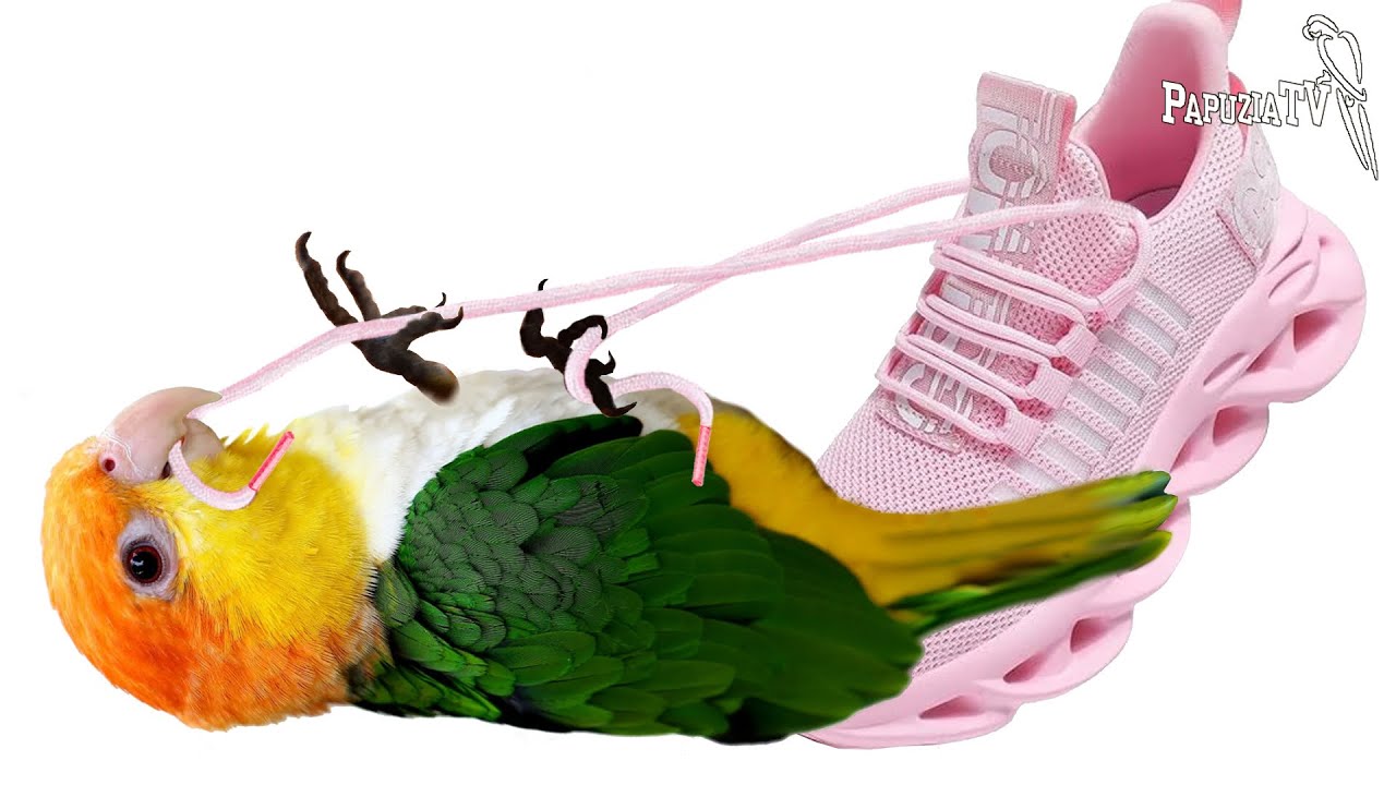 Parrot Versus Shoelaces