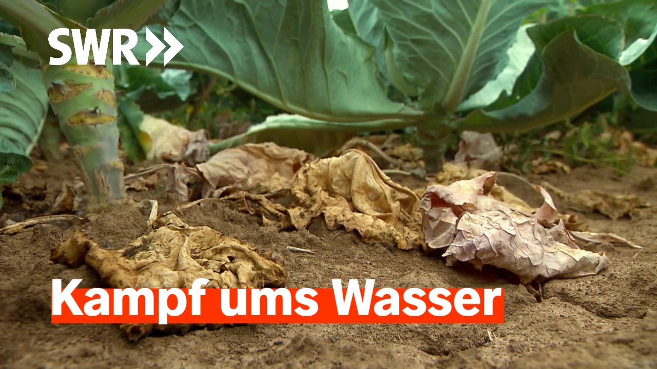 Landwirte kämpfen mit langanhaltender Trockenheit | Zur Sache! Rheinland-Pfalz