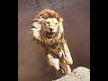 I Will Never Forget You Dad Mufasa Simba The Lion King Edit丨Kamin Emin JONY Slowed
