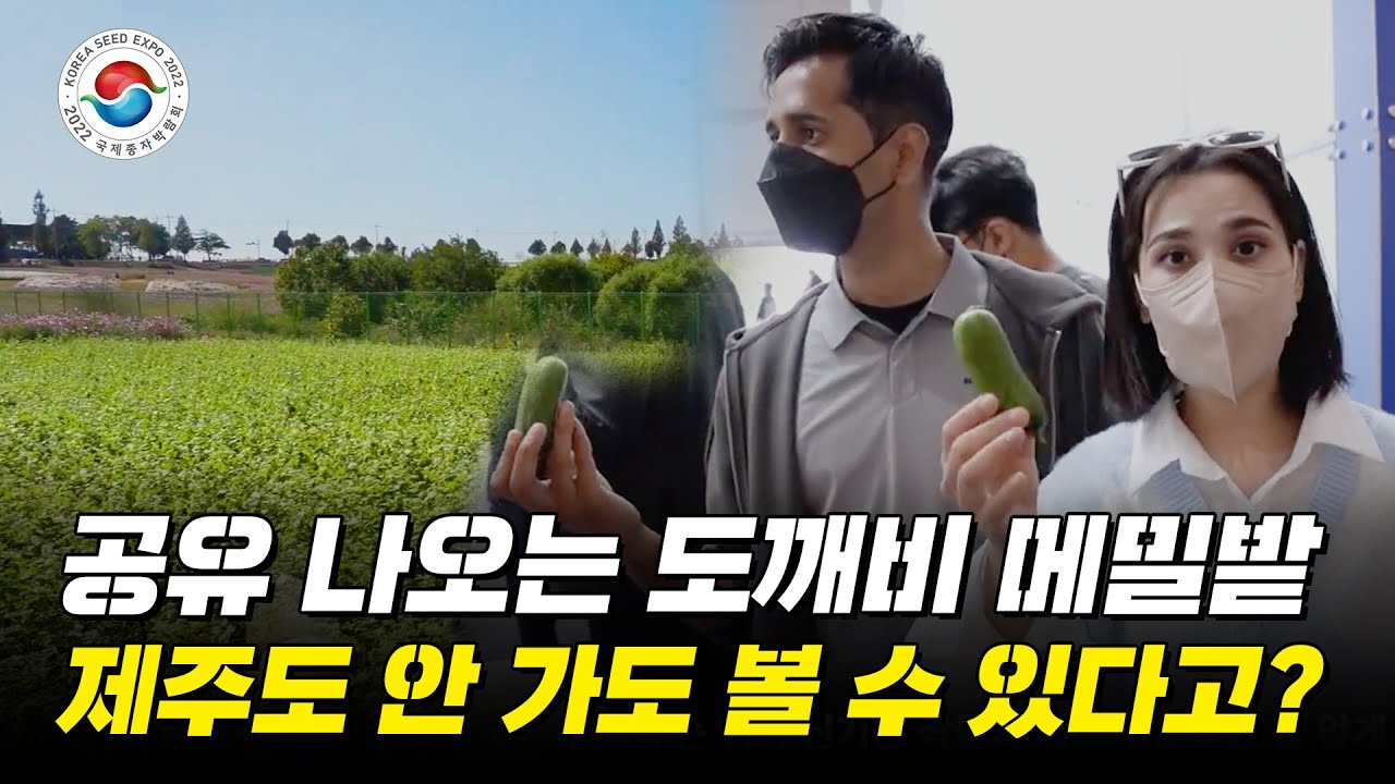 100배 비싼 고추, 도깨비 메밀밭.. 한 번에 볼 수 있는 곳