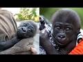 Abeo A Baby Gorilla S Journey To Love And Family