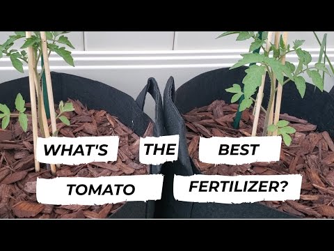 , title : 'What Fertilizer Is The Best For Tomatoes? Experiment Time!'