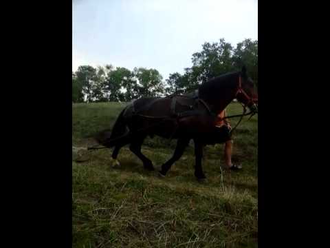 cal de vanzare 2015 garbova