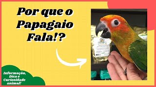 [Veja Dicas, Curiosidades e Informaes Sobre Animais de Estimao] #shorts