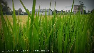 Download lagu Story WA BUYA SYAKUR Orang Hebat Adalah mp3