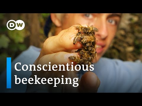 TikTok Beekeepers Make Bee Rescue a Trend