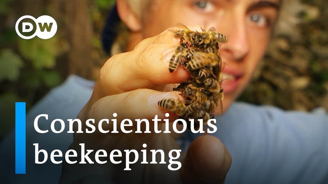 TikTok Beekeepers Make Bee Rescue a Trend
