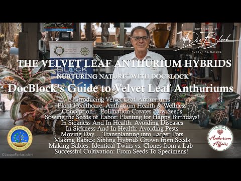 DocBlock's Guide to Velvet Leaf Anthuriums