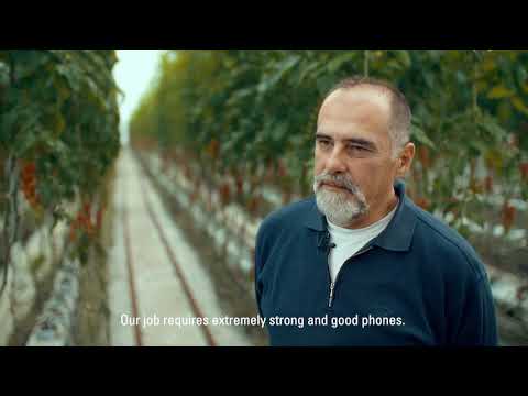 Cat® S41: Helping farmers in tomato production | Cat phones