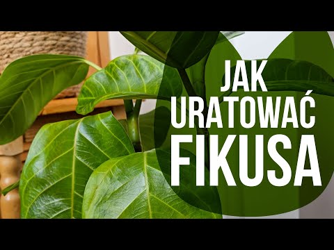 Jak uratować fikusa? Fikus żółknie, liście więdną - co się dzieje?