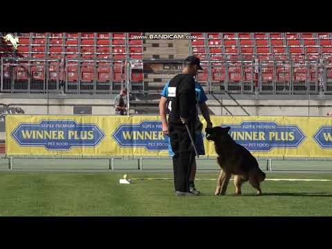 1139 Vello vom Eichenplatz - TSB BSZS-2023