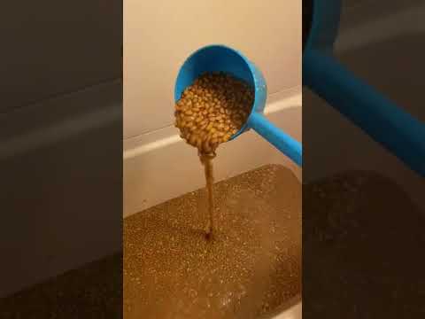 プロテックス石鹸で犬をお風呂に入れることができますか?