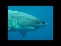Great White Shark Stop Motion Photography ...