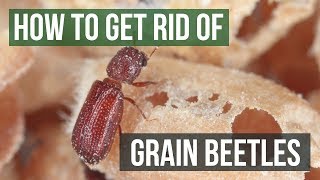 How to Get Rid of Grain Beetles (4 Easy Steps)