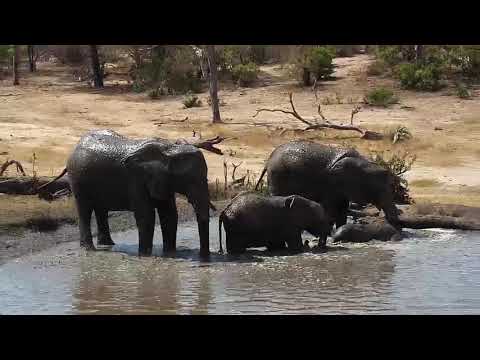 Djuma: Elephants join the Warthogs and Hippos at the pan - 13:23 - 09/29/19