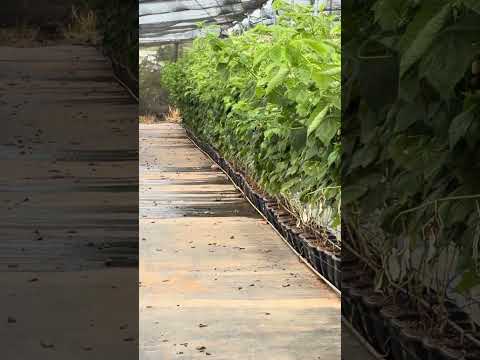 Framboesa em vaso senador Amaral Minas Gerais #berry #farming
