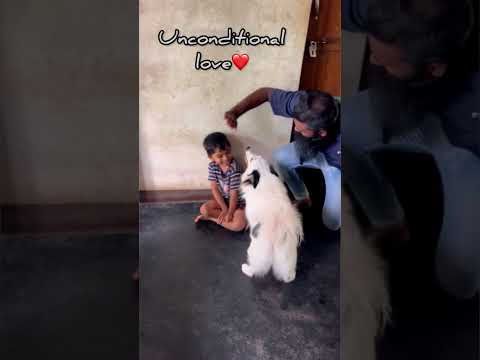Unconditional love❤️🫂#shorts #viral #puppy #pets #viralshorts #dog #dogs #love #youtubeshorts #pet