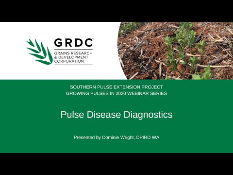 Growing Pulses in 2020 | Pulse Disease Diagnostics