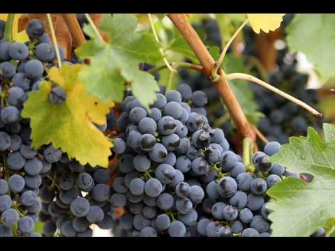 hercegovački bećarac - nema raja bez rodnoga kraja