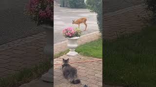 Tigris the Norwegian forest cat is after a deer #forestcat #bigcats #kitten #animal #deer