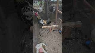 Download lagu Pure Chiang Mai Qaib Pama. Aka Black Feet Chiang Mai mp3